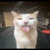 xmouse07