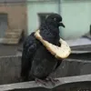 aduckonquack02