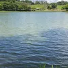saudosa.maloka