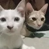 oneofakyle