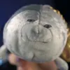 aladushekkrutoi