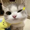nqocwuyen_12