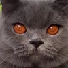 mylifewithcats1