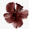 blossoms.above