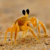 BedCrab