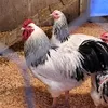 www.tiktok.comaidualc