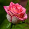 gamila_1_