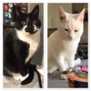 aliceandcasperthecats