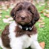 DeerCreekLabradoodles