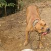 pittbull_from_hell352