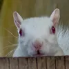albus_the_albinosquirrel