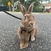 hailey_thebunny