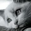 nouman_tariq_0316