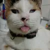 bolskita