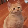 nell_102