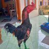 heriperieh