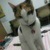 alinda.ladyboy