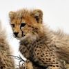 cheetah9d9