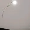 koreegwaligaa0