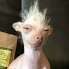 cachorrosatan