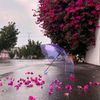 la.anood