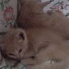 cuki_077
