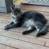 catmom360