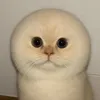 peungad