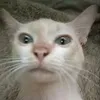 affancheloh