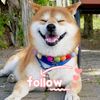 moreloveforpets