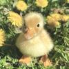 tallulahh