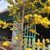 haucong589