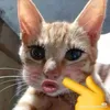 baongocyeuyeu