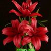 jepan746