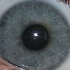 sigma_kriper22835