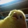 anak_ayam_27