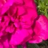 rose45678723
