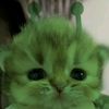 myllus_19