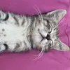 mewamazingcat