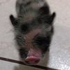 baconporkenciobarraza