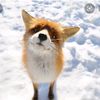 king_of_furryies17