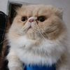 ndy_ndyiii