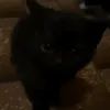 kei_shabella