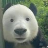 pncheese