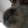 xxyorforger69