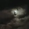 veroniricavoce
