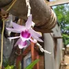 phinguyen4697