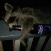 drunkwalk