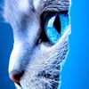zaidzaid7034