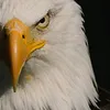 dwniai.rastiakan